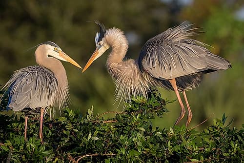 Mated pairs of great blue herons often reinforce their bond by displaying ruffled plume feathers. Art Print